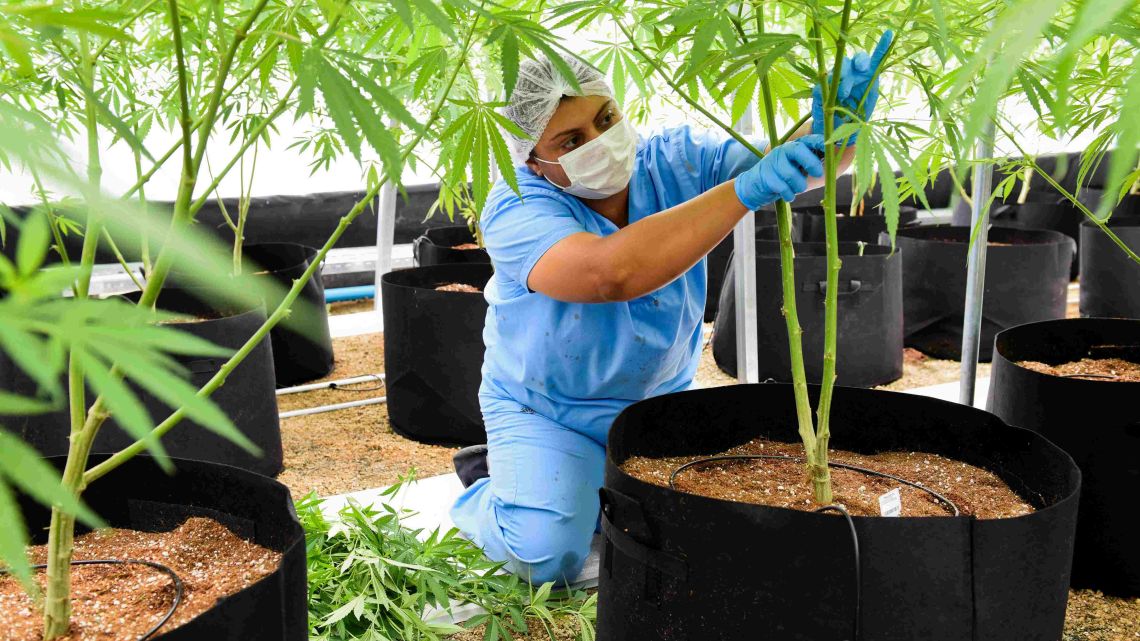 An employee prunes a marijuana plant at a greenhouse in Nueva Helvecia, Uruguay. 
