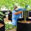 Uruguay betting on exports of medical marijuana