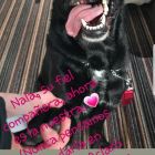 emiliano sala_nala