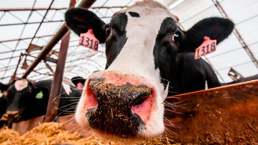 Cows Get Tinder App as British Breeders Seek `Moo Love' (1)