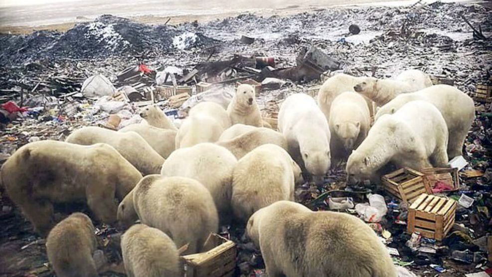 invasion de osos polares rusia