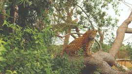 0211_La laguna Yalca volvió a sorprendernos con sus tarariras