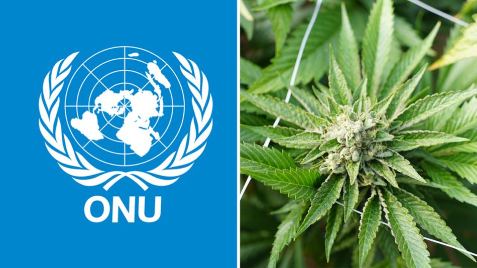 ONU Y CANABIS 20190212