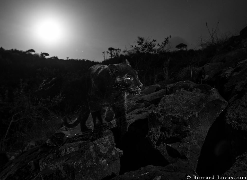 Leopardo negro