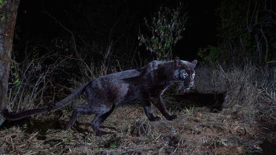 Leopardo negro en Kenia.