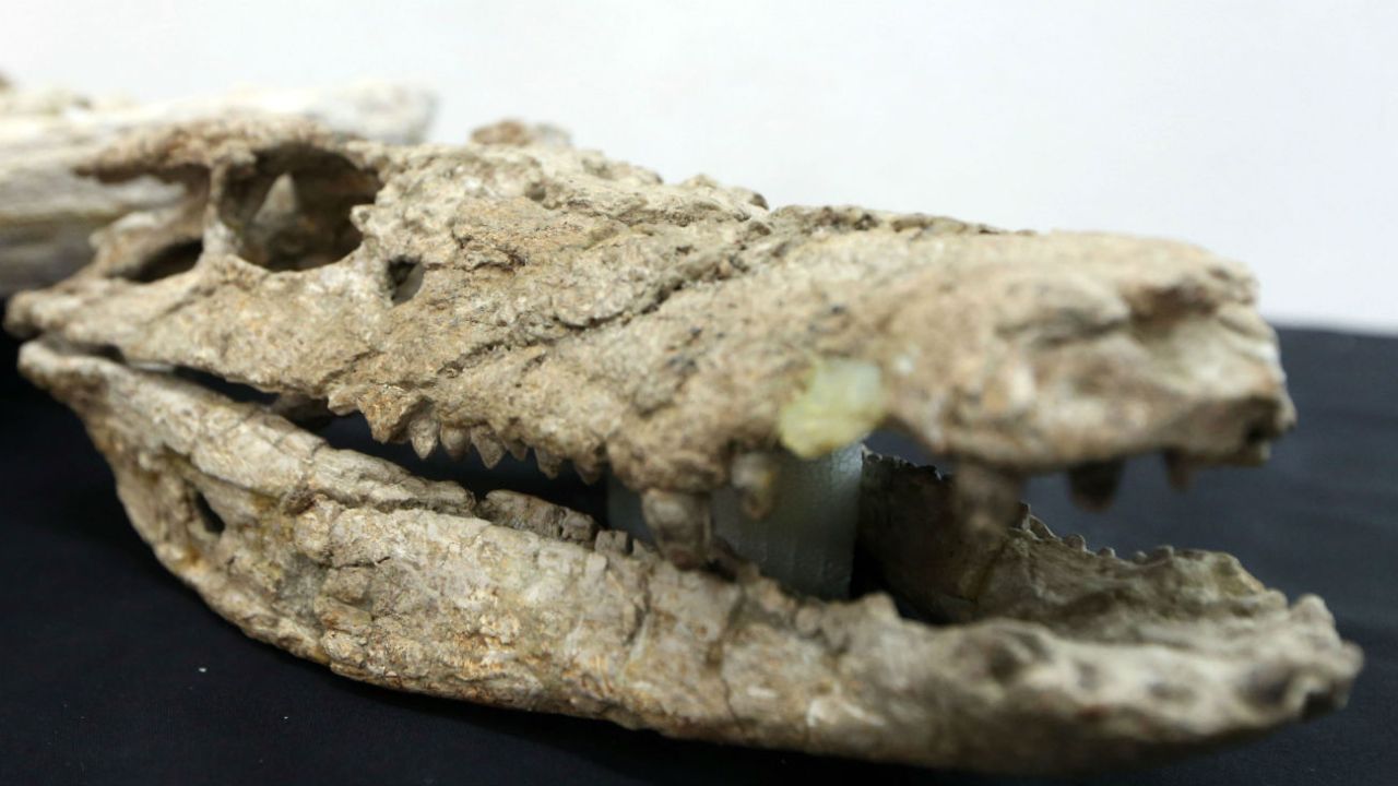 Encontraron los restos de un cocodrilo que vivió hace 70 millones de años  en La Patagonia | Perfil