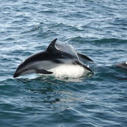 Los delfines en Puerto Madryn son la estrella del verano de la misma manera que las ballenas lo son en el invierno.