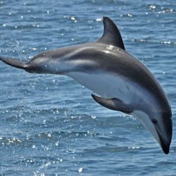 Los delfines en Puerto Madryn son la estrella del verano de la misma manera que las ballenas lo son en el invierno.