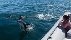 Los delfines en Puerto Madryn son la estrella del verano de la misma manera que las ballenas lo son en el invierno.
