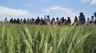 ESTABILIDAD. El HB4 da nuevas posibilidades a las áreas marginales que se suman a la agricultura.