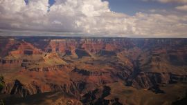 Según los científicos que investigaron cómo sobrevivieron al fenómeno las especies en el planeta, fue gracias a este depredador que pudo volver a crearse un ecosistema.