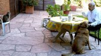 EL GATO Y EL PERRO de Lavagna acompañan su desayuno en el jardín de su casa del barrio porteño de Saavedra.