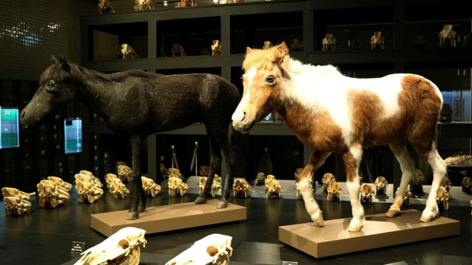 Farrucho y Garrucho, los dos caballos miniatura que ahora se exhiben en Tokio.