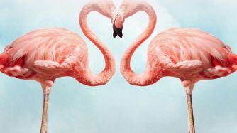 Sexualidad: fidelidad, en el adn