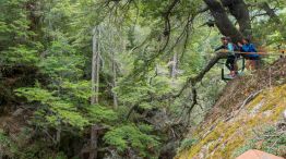 Lahuán, el árbol “abuelo” del Parque Nacional Los Alerces