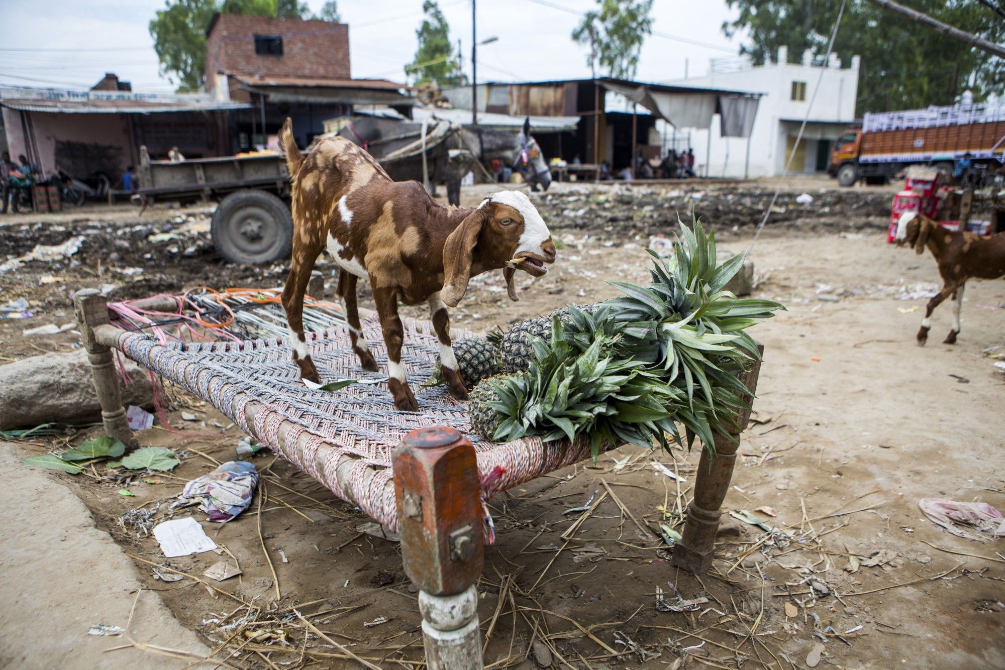 Modi Fights to Woo Once ‘Untouchable’ Votes in India State Polls