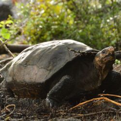 La tortuga gigante de Fernandina se avistó luego de cien años sin verla en las islas Galápagos.