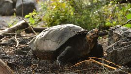 La tortuga gigante de Fernandina se avistó luego de cien años sin verla en las islas Galápagos.