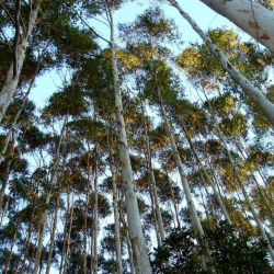 Según un estudio, los árboles sudan a altas temperaturas, dejando de consumir carbono.