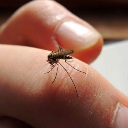 Parece que los mosquitos pueden aprender a evitarnos si intentamos aplastarlos.