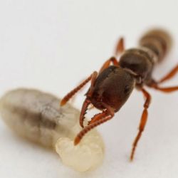 La hormiga Drácula tiene el récord del movimiento más rápido de la naturaleza: 320 km/h.