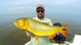 Un cierre de verano a todo ritmo con tigres de los ríos de tamaños imponentes en puntos clave del estuario del Plata.