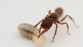 La hormiga Drácula tiene el récord del movimiento más rápido de la naturaleza: 320 km/h.