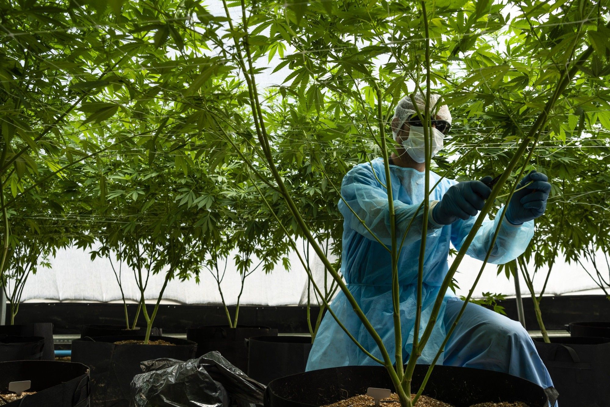 Cannabis Production As Uruguay Bets On Medical Marijuana Exports