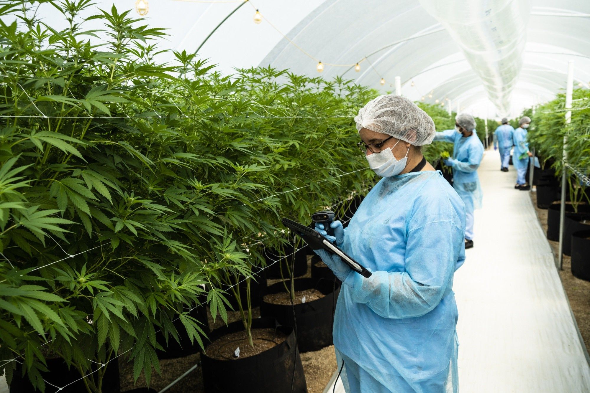 Cannabis Production As Uruguay Bets On Medical Marijuana Exports