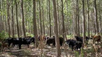 Día Del Bosque y la importancia de la Educación Forestal para enfrentar los desafíos del cambio climático.