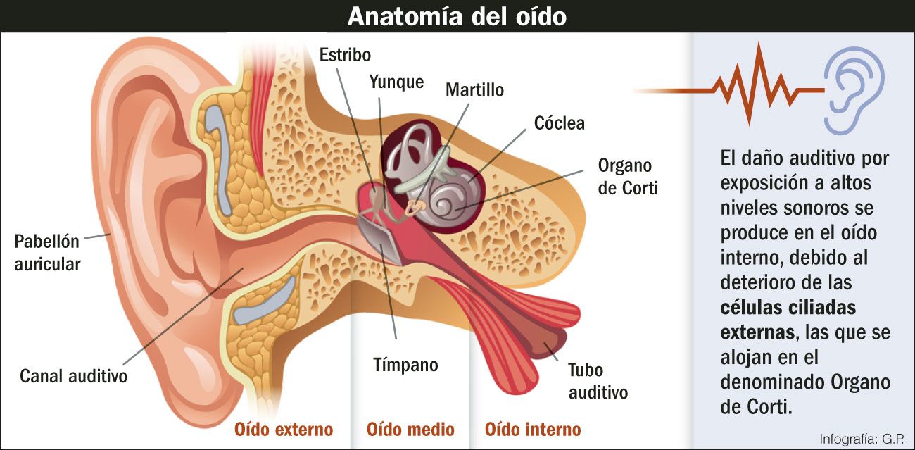 Anatomía del oído.