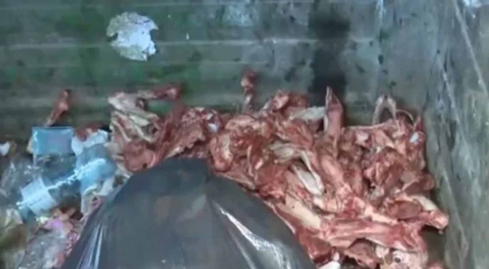 En Rosario Hallan esqueletos y cráneos de perros faenados en un contenedor