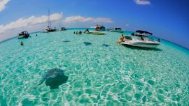 Las rayas sureñas son muy sociables.