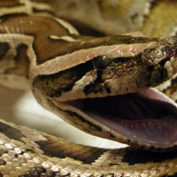 Las serpientes pitón no tienen depredadores naturales en Florida.