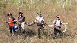 Capturan una serpiente gigante en Florida