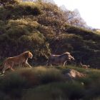 El rey Leon