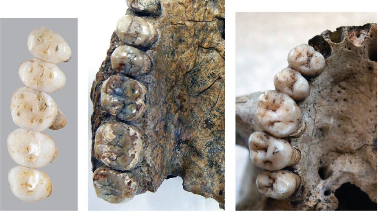 Los dientes de 'Homo luzonensis' hallados en la cueva de Callao, en Filipinas.