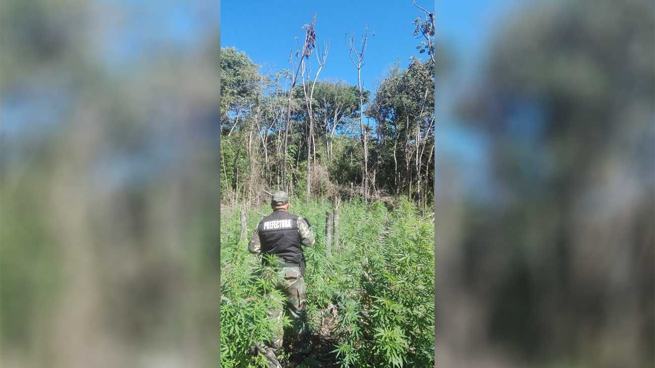 Un bosque de marihuana en medio del monte misionero