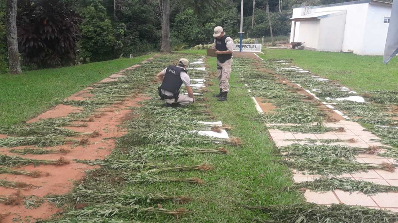 Un bosque de marihuana en medio del monte misionero