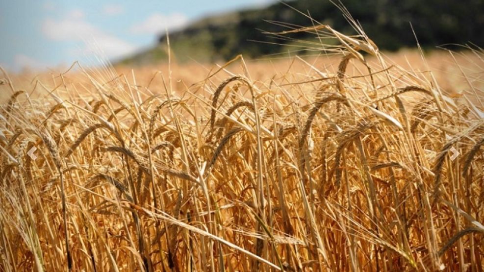 CAMPAÑA 2019/20. Las estimaciones de la Bolsa de Cereales de Buenos Aires anticipan que se sembrará un área de 1 millón de hectáreas.