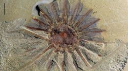 Encuentran una rara criatura marina de 520 millones de años de antigüedad