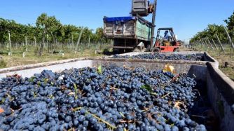 CRISIS. La producción de vino y tabaco entre las más afectadas por el contexto económico-político.