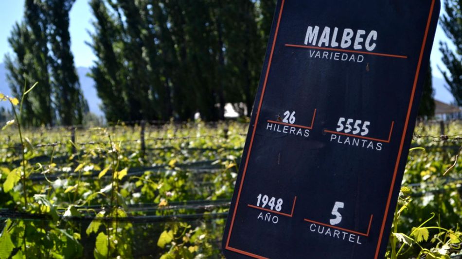 Malbec-15042019-01