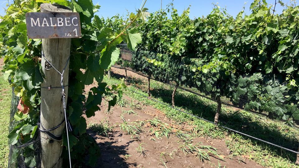 Malbec