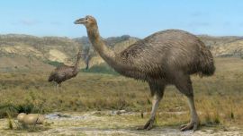 Las ave elefante alcanzaban una altura de 3 metros y llegaban a pesar más de 700 kilos.