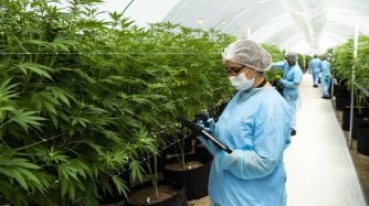 Cannabis Production As Uruguay Bets On Medical Marijuana Exports
