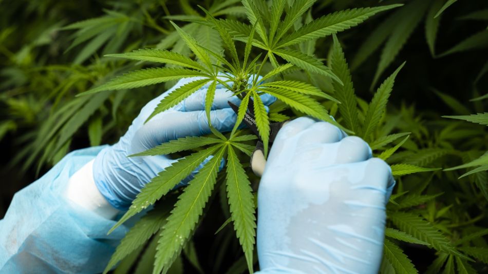 Cannabis Production As Uruguay Bets On Medical Marijuana Exports
