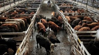 Desde el sector del engorde a corral estiman que el nuevo peso de faena de hembras generará una baja de la inversión en proyectos productivos.