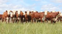 Los ganaderos vinculados a los grupos CREA quieren aumentar el peso vivo de su ganado.