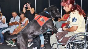 20190420_discapacitados_perros_asistencia_spf_g.jpg